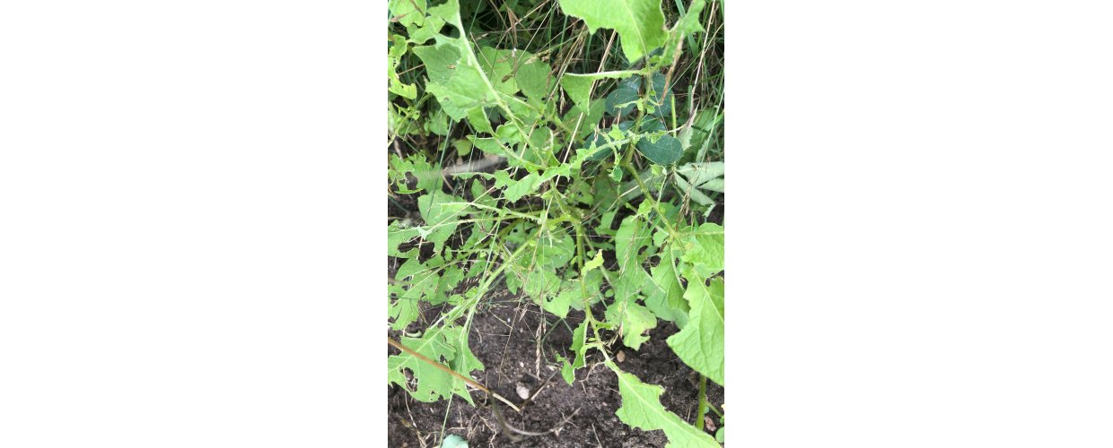 Ædt kartoffelplante. Her kommer ingen kartofler