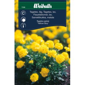 TAGETES FR�