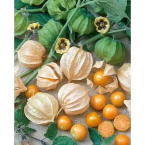 ANANASKIRSEB�R FR�