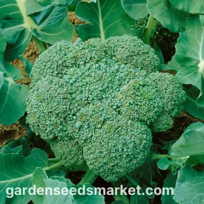 BROCCOLI FR�