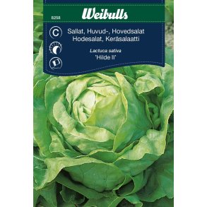 SALAT HOVED ICEBERG FR�