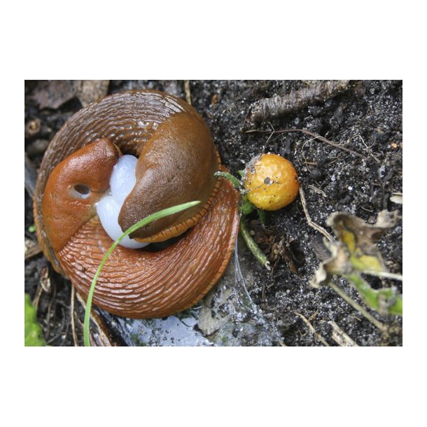 snegleparring